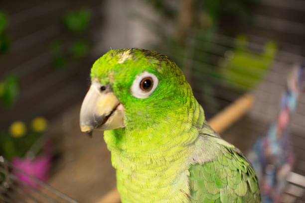 Amazon Parrot