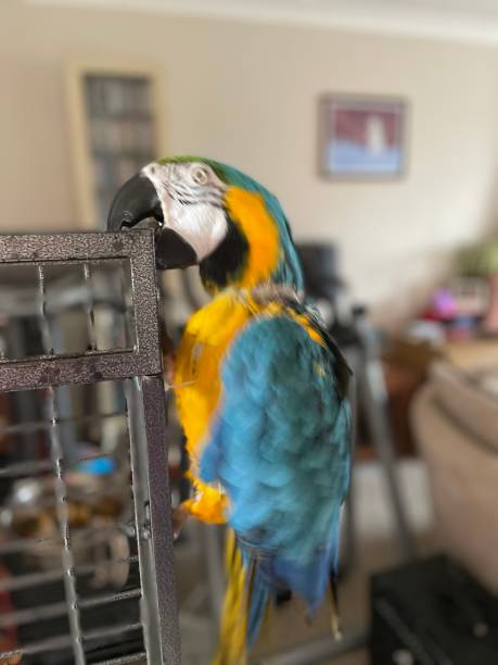Blue-and-Gold Macaw