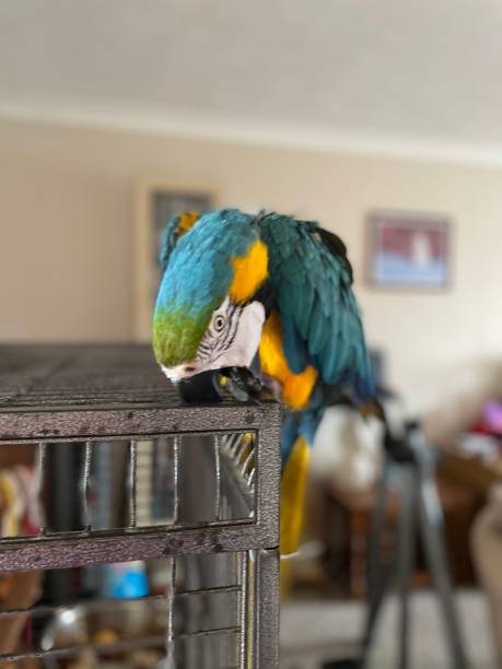 Blue-and-Gold Macaw