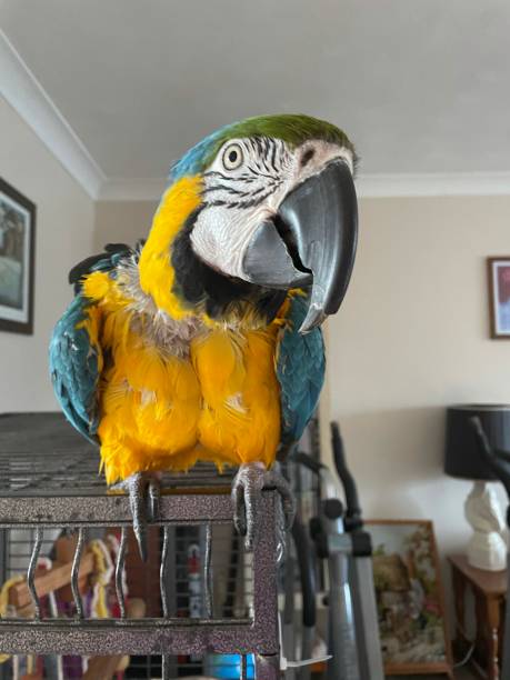 Blue-and-Gold Macaw