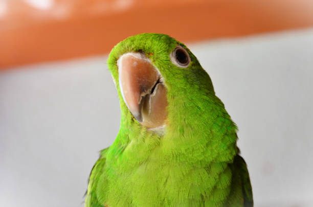 Caique