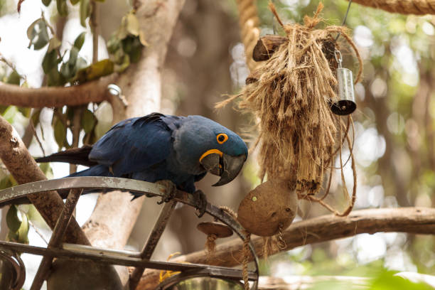 Hyacinth Macaw