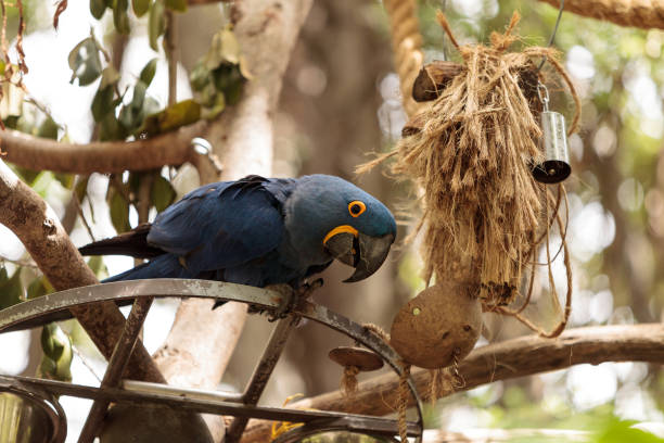 Hyacinth Macaw
