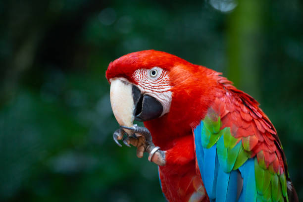 Scarlet Macaw