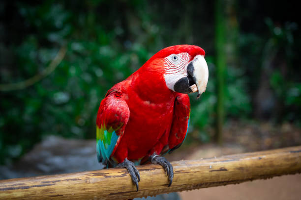 Scarlet Macaw