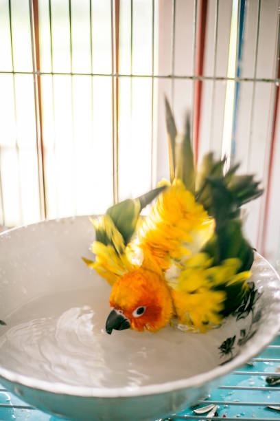 Sun Conure