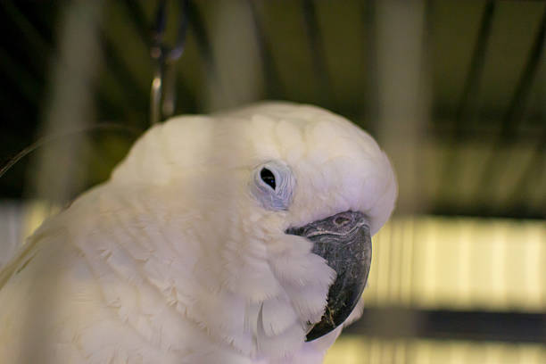 Goffin Cockatoo