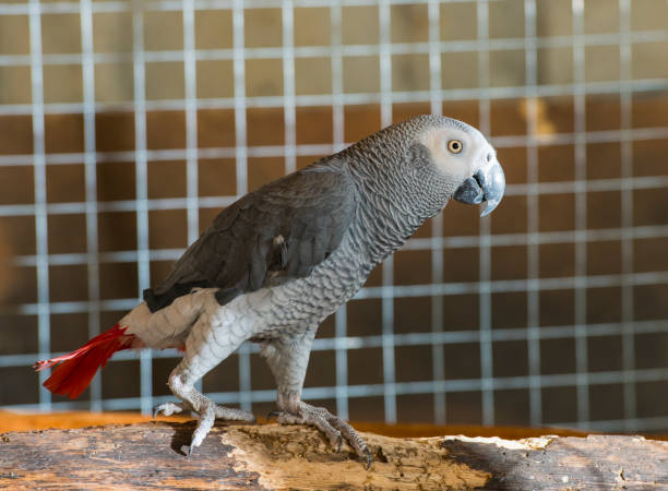 Congo African Grey